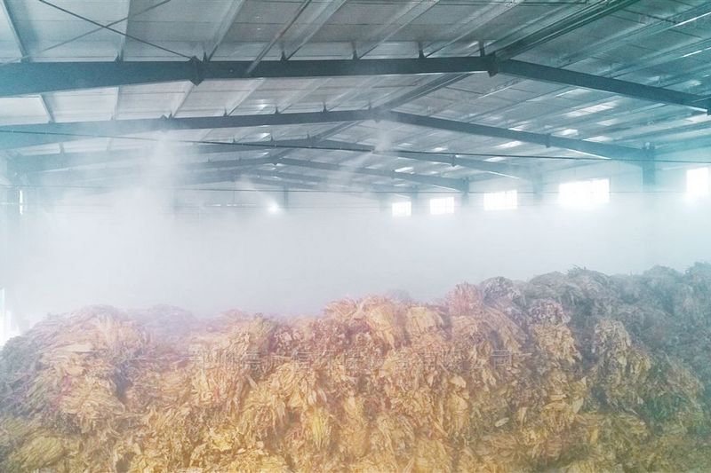 提升烟叶加工质量，高效回潮很重要