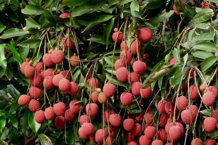 如何选择荔枝烘干机改善荔枝干果？