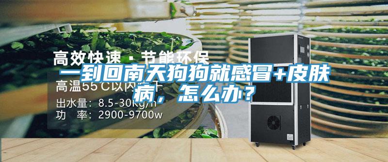 一到回南天狗狗就感冒+皮肤病，怎么办？