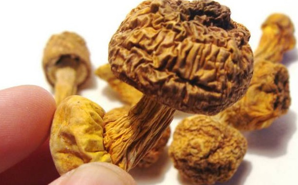 巴西菇、姬松茸烘干机-怎样烘干色泽好且菇体褶片完整？