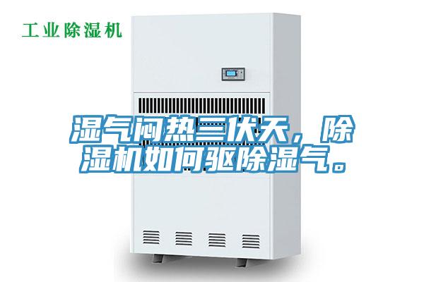 湿气闷热三伏天，泡芙短视频APP官方下载地址如何驱除湿气。