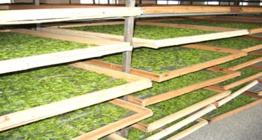 茶叶烘干处理解决方案